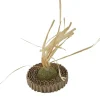 JOUET BALLE HERBE A CHAT ET CARTON ONDULE 6.5X13CM